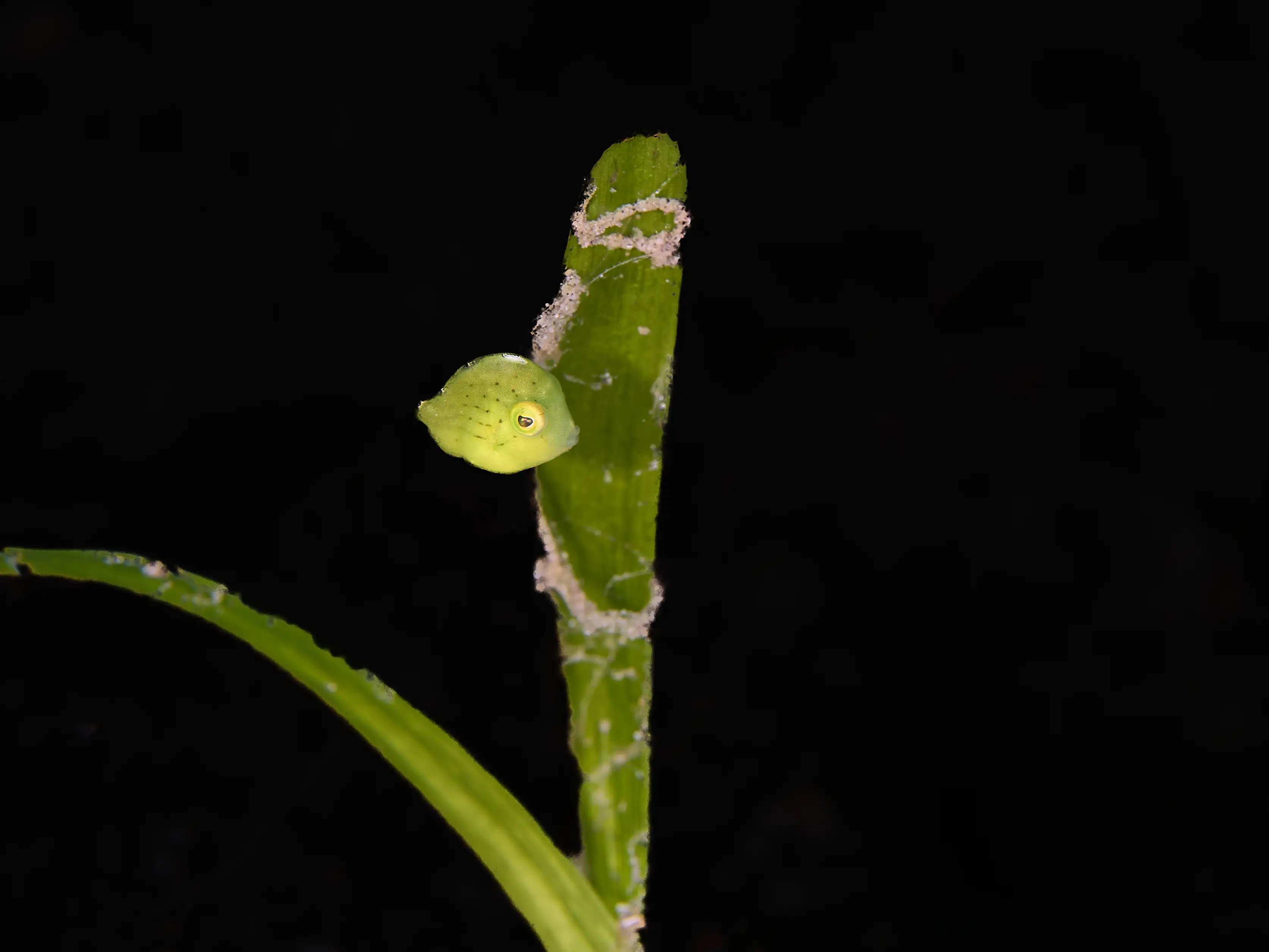 Juvenile puffer filefish - San miguel - 6m
